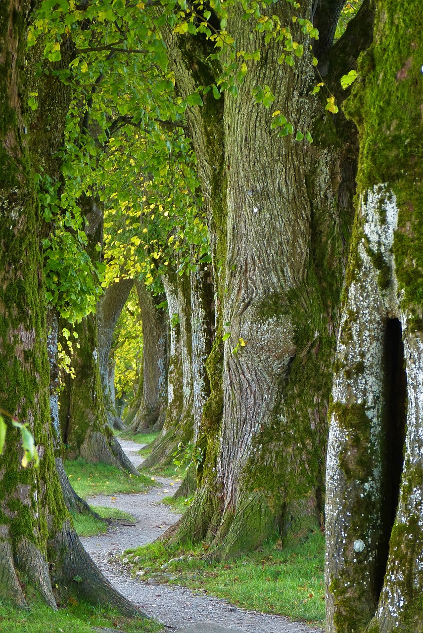 Ein Wald. Menschen gibt es in verschiedenen Farben ganau wie es auch Erde in verschiedenen Farben gibt.